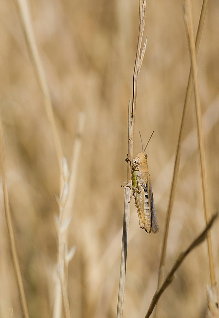 les insectes en PACA ( camaroney )  (Mise a jour du 26.05.2021) - Page 10 787109DSC003201024