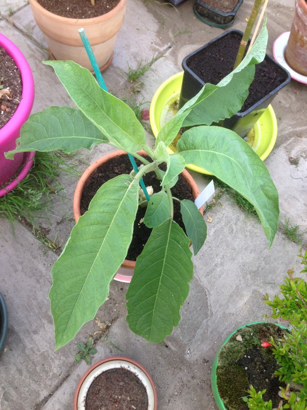 graines de brugmensia - Graines de brugmansia blanches 787616IMG5824