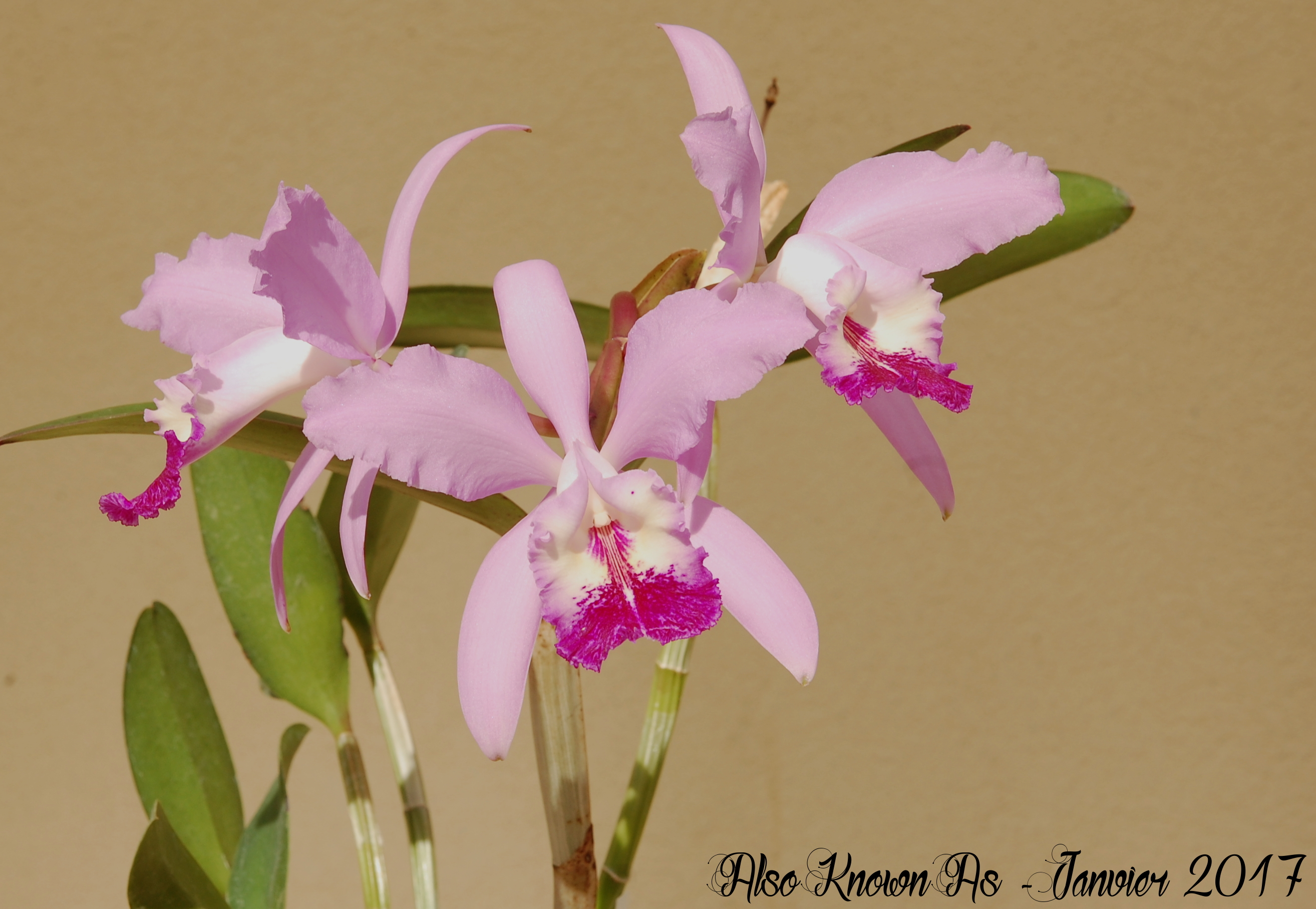 Cattleya Holdenii (intermedia x warneri) 787632Holdenii