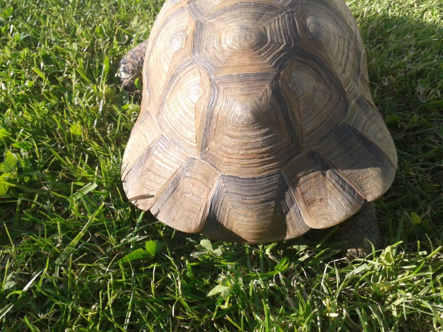 Identification de mon gros pèpère Aldo  78790820130513192103