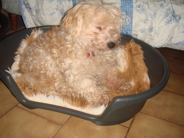 MILAINE F BICHON  12 ANS SPA GIEN (45) ADOPTEE PAR DAYSIE  - Page 2 788286DSC06582