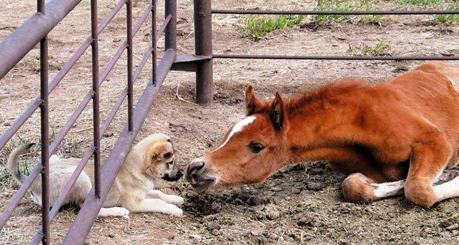 TENDRESSE !!! - Page 3 7887329717203667131834322731338748712n