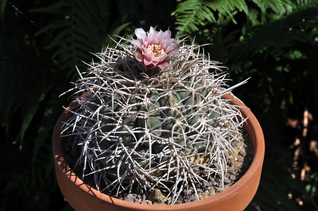 GYMNOCALYCIUM !!! 788854gymnocalyciumcardesianum1108012