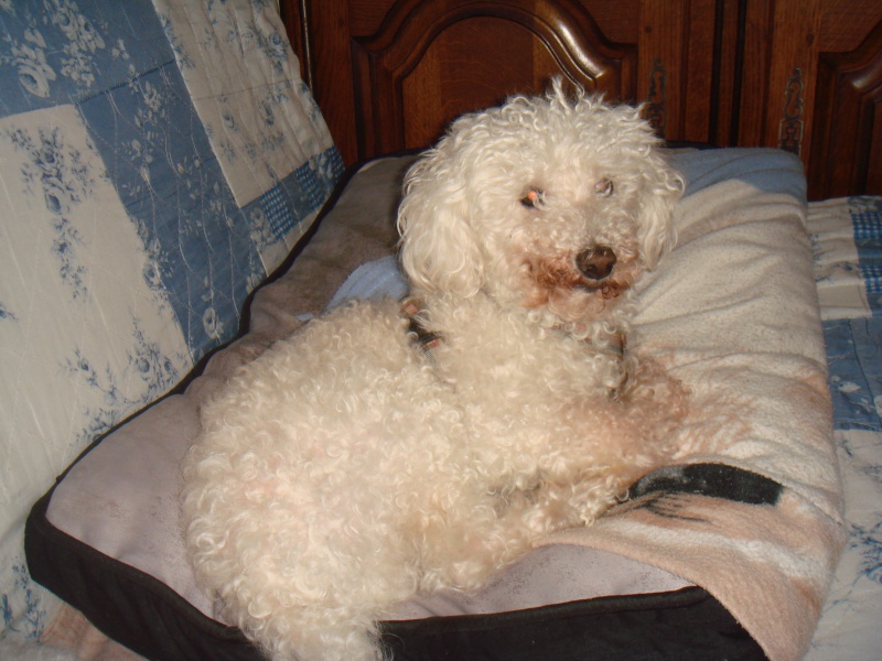 SKIPY CANICHE BLANC MALE 11 ANS - ADOPTE  - Page 2 789449DSC07295