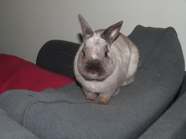 (Adoptés) Pic et Croc, couple lapin-chon, Refuge FREE 790155P1020394