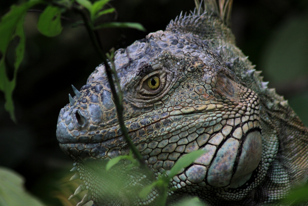 Concours Photos été 2015 [Thème : Le Regard du Reptile]   790172igua2r