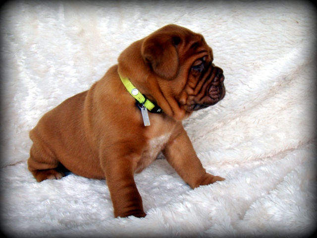 dogue - Chili Des Pas de Tacite X Honey bear De l'Aube Rouge (Dogue de Bordeaux) 790380DSC03527