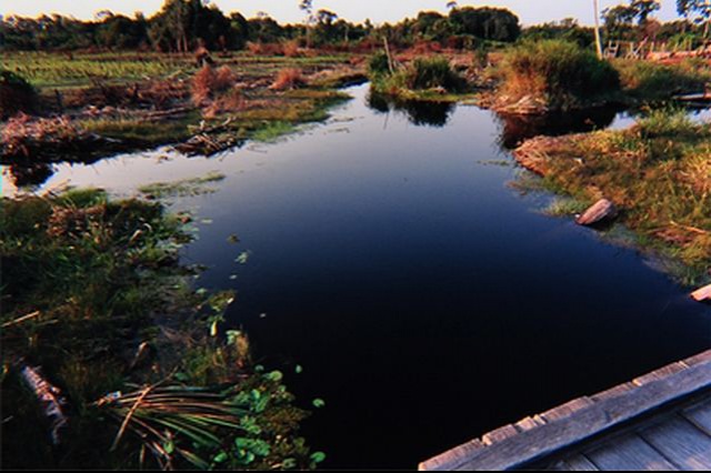 Parosphromenus linkei 791273habitatdgradlinkei