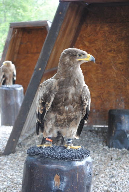 Volerie des Aigles 791967Alsace2012115