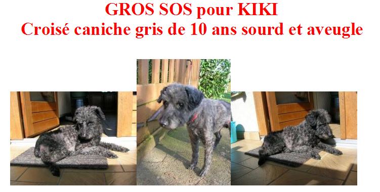 KIKI CANICHE 10 ANS SOURD ET AVEUGLE FA OU ADOPTANT URGENT 792004kikiiiiiiiiiiiiiiiiiiiii