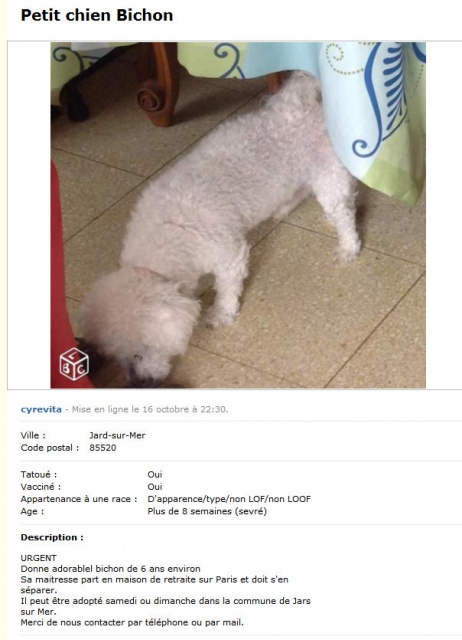 bichon m 6 a donn , prendre imprativementce WE en Vende  792351bichondonnVendeurgent