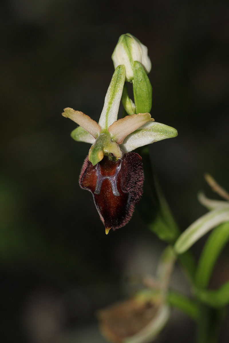 Ophrys panormitana var praecox (Ophrys précoce ) 792784IMG5369forum