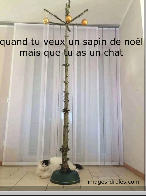 nos animaux et le sapin 793668chatsapin