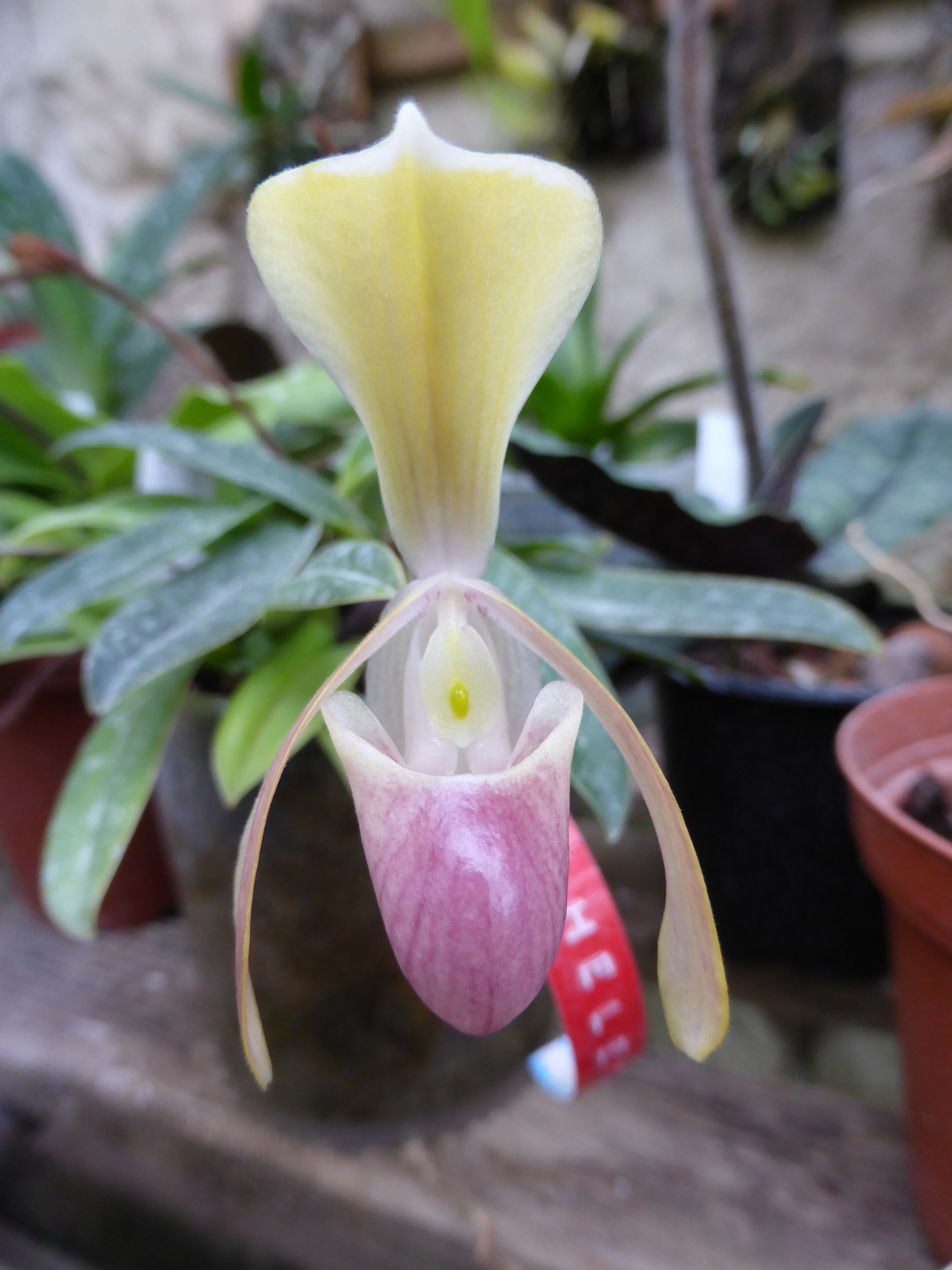 Paphiopedilum helenae 793703flodecembre2016