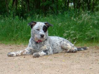 Femelle Bouvier Australien, 6 mois, à adopter à la campagne 793868Fabby