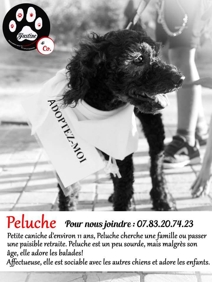 PELUCHE CANICHE F 11 ANS ASSO JUSTINE & CO 47 794201PELUCHEFBIMG1440668502229