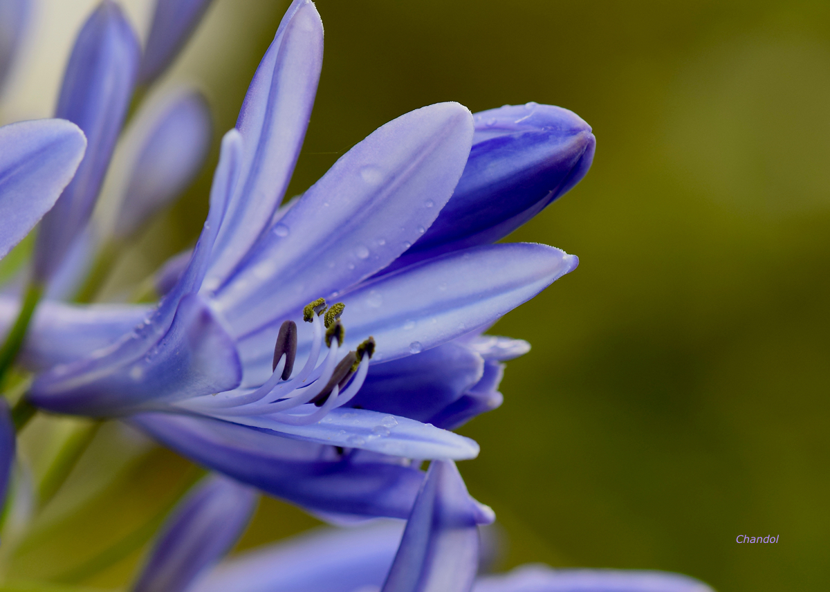 Fleurs 796371DSC09001