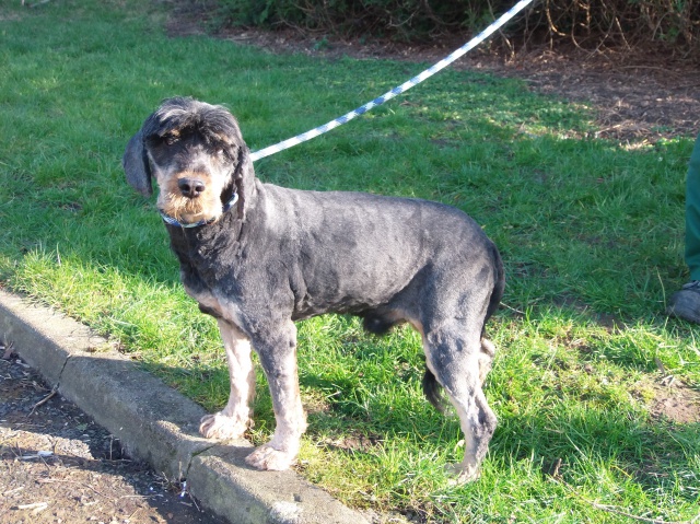 SAMm, X griffon  male 5 ans abandon  de Béthune (62) - en FA pour l'asso Les Gamelles Solidaires 02-80 797883P2010357