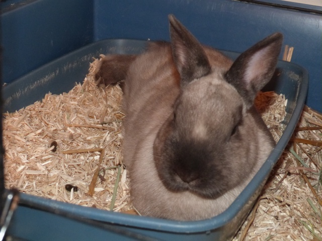 (Adoptés) Pic et Croc, couple lapin-chon, Refuge FREE 798560P1020361