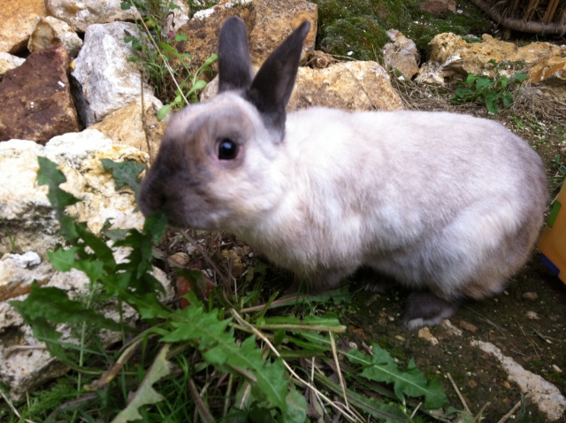 (Adoptés) Pic et Croc, couple lapin-chon, Refuge FREE 798925LOL037