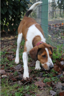 GABY - x anglo 9 ans  (3 ans de refuge)- Un coeur sans toit à  Doue la Fontaine (49) 799472gaby