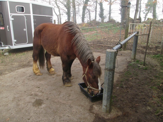 (Dept19) VICTOR, Trait Breton, sauvé par Karine16 et sa famille !!! (Février 2015) 799965IMG0225