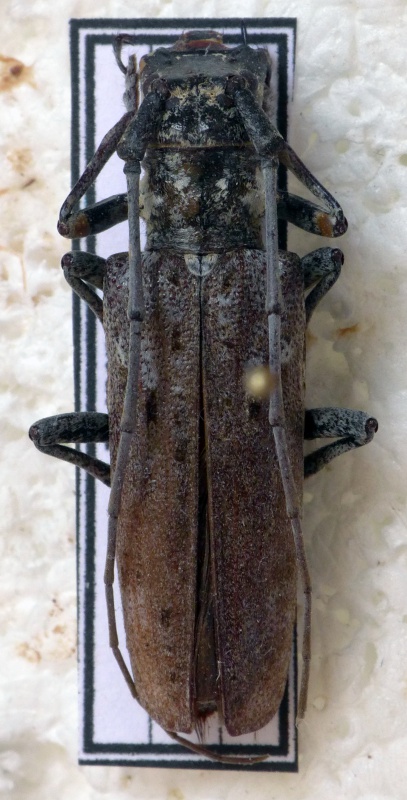 [Monochamus notatus] Lamiaire canadien 800331cerambcandabis