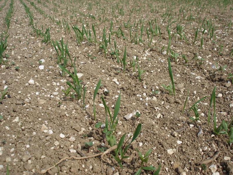 spécial benagri : mélange vesce avoine pois fourrager moutarde  800537mteil