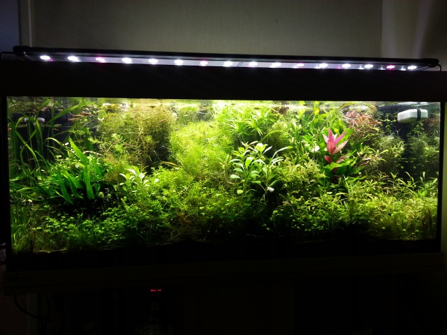 Mes (plus) de 60 plantes dans mon 240 litres - Page 4 80056120140713202919