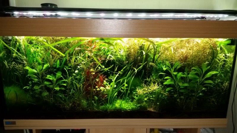 Mes (plus) de 60 plantes dans mon 240 litres - Page 6 80300920150208082955