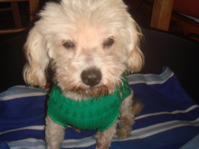 MILAINE F BICHON  12 ANS SPA GIEN (45) ADOPTEE PAR DAYSIE  - Page 2 804871DSC06753