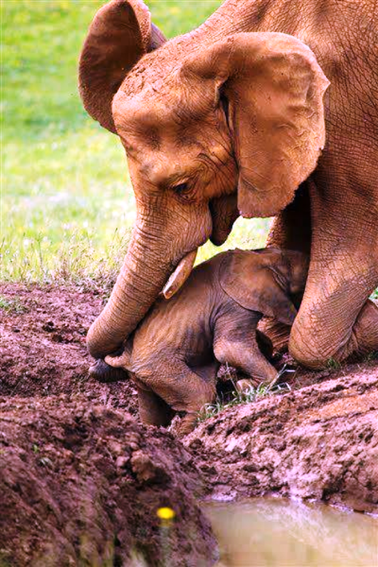 TENDRESSE !!! - Page 3 805070IMG6142