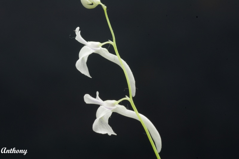 Les fleurs d'Utricularia 807128IUtriculariaSandersonii2copy