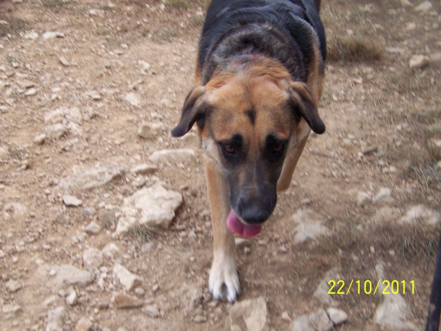 NALA - x ba  11 ans  (7 ans de refuge) - Refuge Au Bonheur des 4 Pattes à Nimes (30) 807158OCTOBRE2011054