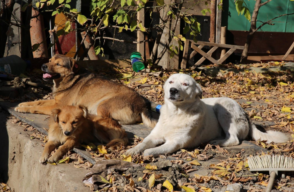 Lyana, sœur de Thaïs et de Yoko, petite puce adorable - née en avril 2014 807526LameutedespetitsdelentreBayronBusteretLyana