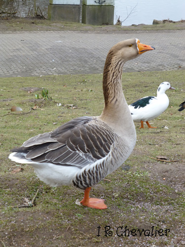 Promenade en hiver.(Poésie et photos) 808275P1080376w