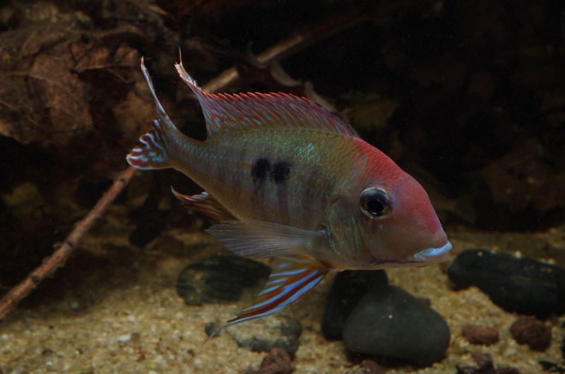 Geophagus sp. Read Head Tapajos 808508IMGP4020Copier