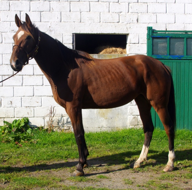 [PLACEE ADELAIDA] BELTEGEUSE  Une étoile au crépuscule de sa vie  809299beltegueuse3