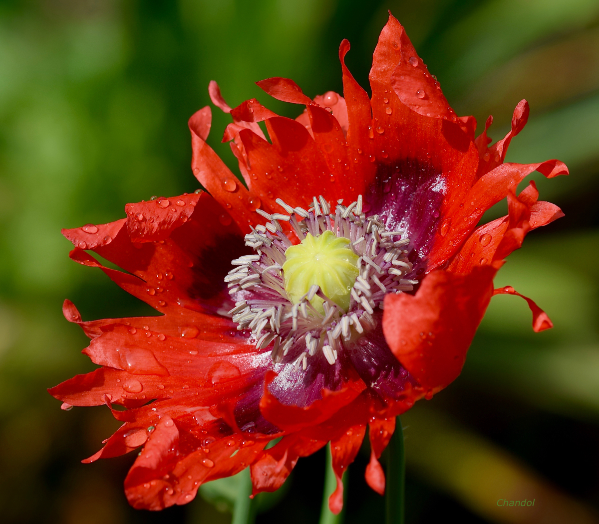 Fleurs 811808DSC0908