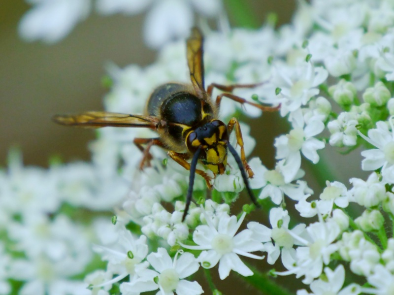 Monsieur Dolichovespula 813767P1620411l