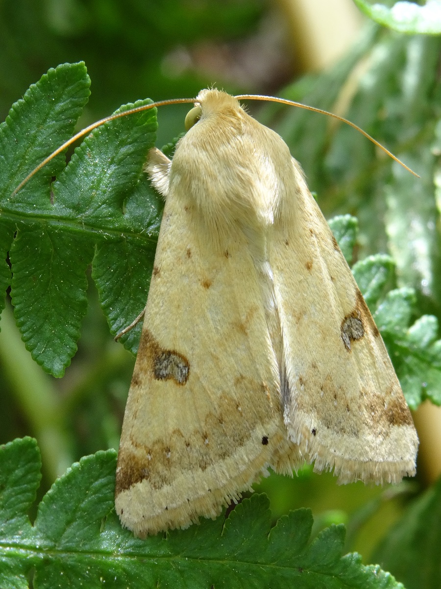 [Heliothis peltigera] Hétérocère blanc à ocelles brunes 815203DSC03161bispetit