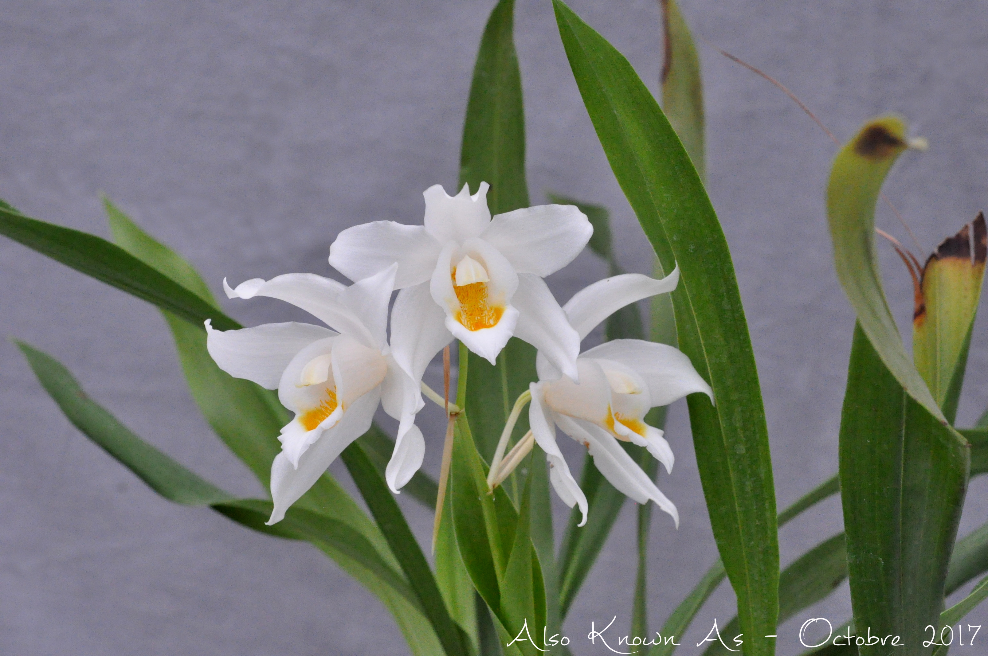 Coelogyne mooreana 815369mooreana