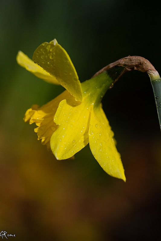 si belle et si jaune  816259jonquille