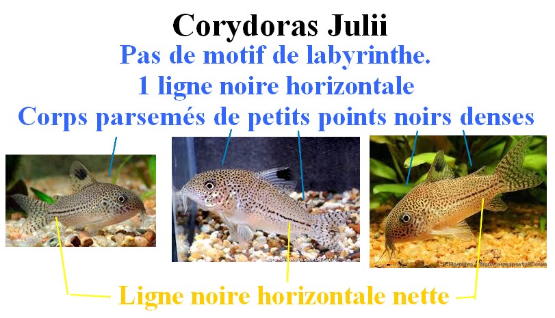 nourriture - [Maintenance] Conseils pour corydoras 816647Sanstitre19