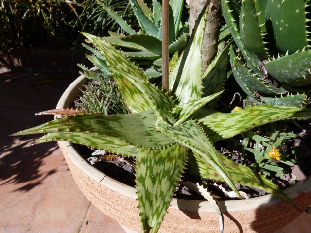 Aloe somaliensis 817398P1090889