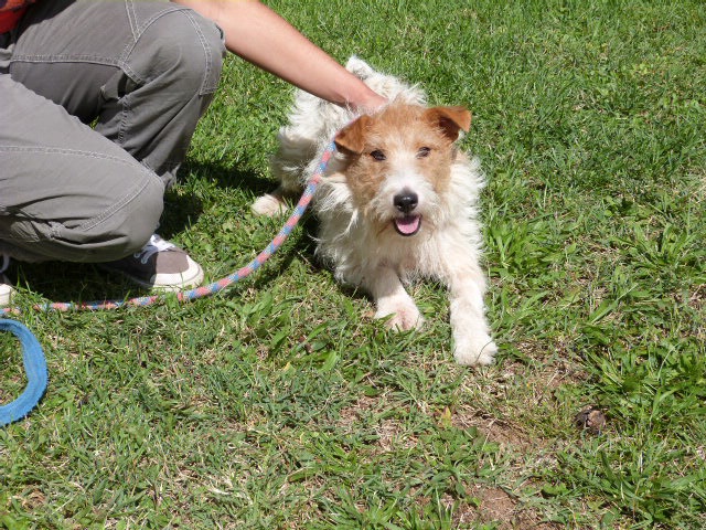 BUDDY Fox Terrier 3 ans - Spa de Poitiers (86) 819663245fBuddy24