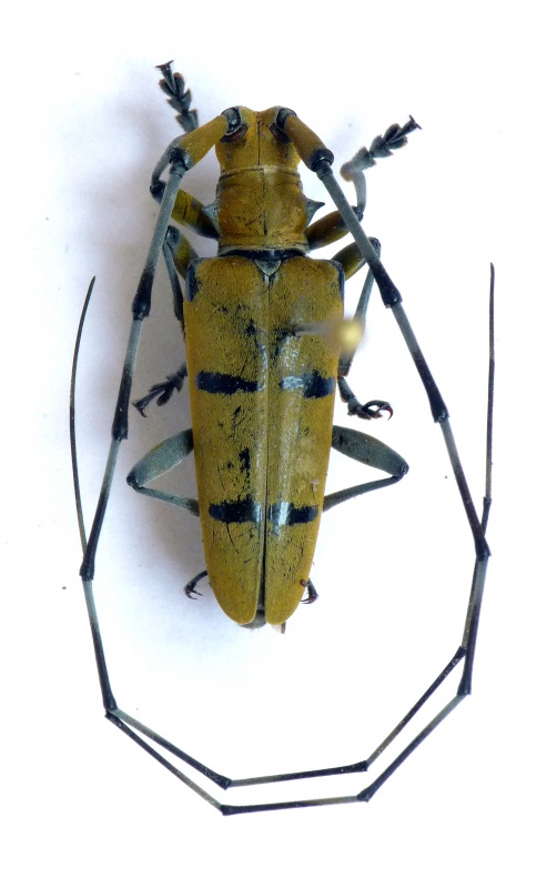 [Acalolepta bifasciata] Longi indéterminé vietnamien 820156longisapa