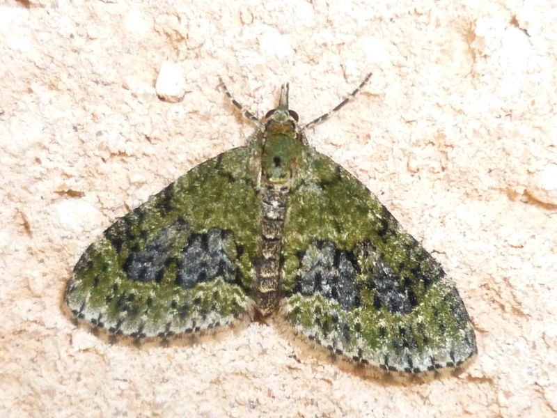 [Acasis viretata](Geometridae) Un géomètre qui s'est mi au vert  820362P1080074o