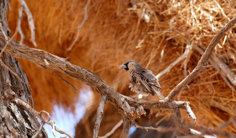 namibie - NAMIBIE voyage en groupe du 08/11 au 24/11/2016 820587P1140034