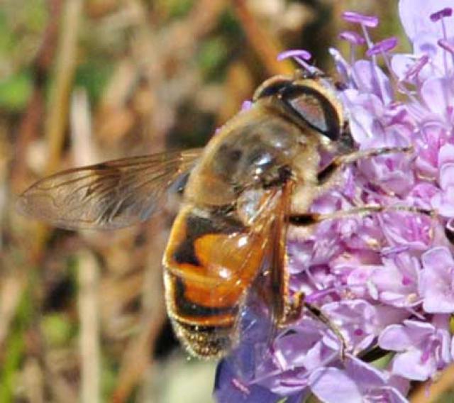 [Eristalis tenax] Syrphe 821786DSC0833w